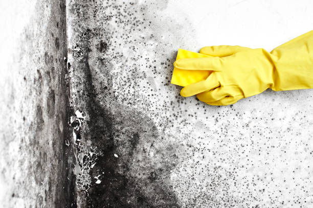 Best Residential Mold Removal  in Port Monmouth, NJ