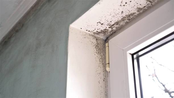 Best Fast Mold Removal  in Port Monmouth, NJ