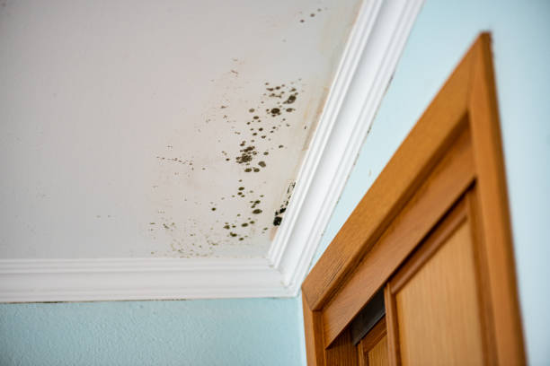 Best Mold Damage Repair  in Port Monmouth, NJ