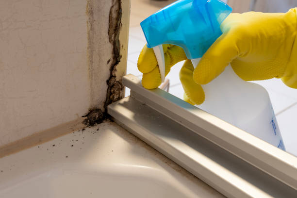 Best Local Mold Removal Service  in Port Monmouth, NJ