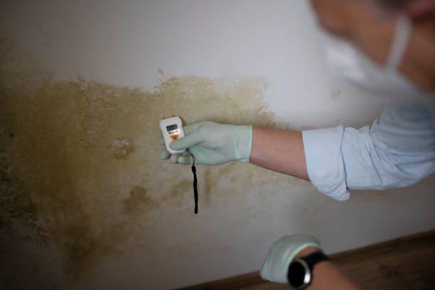 Best Mold Remediation Services  in Port Monmouth, NJ