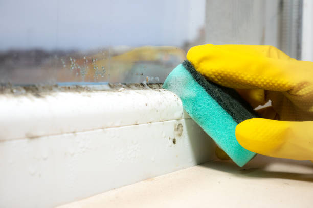 Port Monmouth, NJ Mold Removal Company