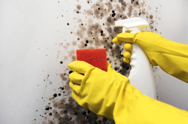 Best Emergency Mold Removal  in Port Monmouth, NJ