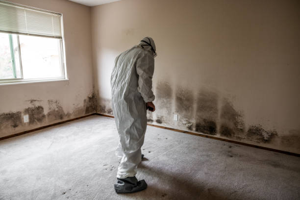 Best Local Mold Removal Service  in Port Monmouth, NJ