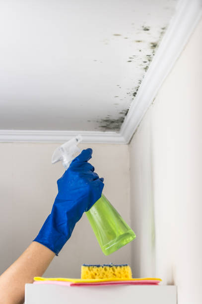 Best Attic Mold Removal  in Port Monmouth, NJ