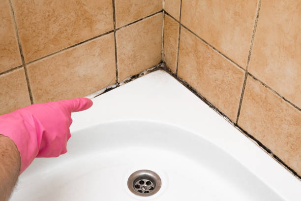 Best Local Mold Removal Service  in Port Monmouth, NJ